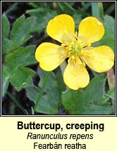 buttercup,creeping (fearb�n reatha)