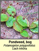 pondweed,bog (liach mh�nas)