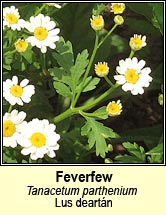 feverfew (lus deart�n)
