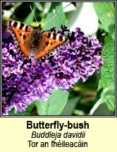butterfly-bush (tor an fh�ileac�in)