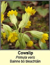 cowslip (bainne b� bleacht�in)