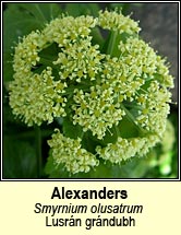 alexanders (lusr�n gr�ndubh)