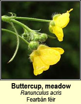 buttercup,meadow (fearb�n f�ir)