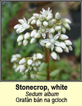 stonecrop,white (graf�n b�n na gcloch)
