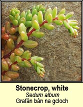 stonecrop,white (graf�n b�n na gcloch)