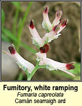 fumitory,white ramping (caman searraigh b�n)