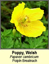 poppy,welsh (poip�n breatnach)