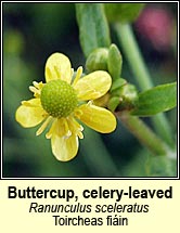 buttercup,celery-leaved (toircheas fi�in)