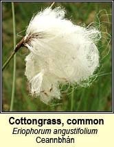 cotton-grass,common (ceannabh�n)