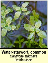 water-starwort,common (r�ilt�n scoite)