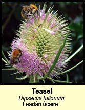 teasel (lead�n �caire)