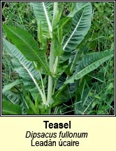 teasel (lead�n �caire)