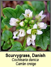 scurvygrass,danish (carr�n creige)