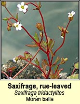 saxifrage,rue-leaved (m�r�n balla)