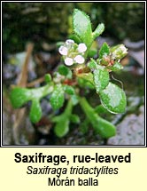 saxifrage,rue-leaved (m�r�n balla)