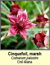 cinquefoil,marsh (cn� l�ana)