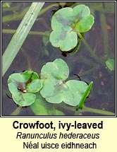 water-crowfoot,ivy-leaved (n�al uisce eidhneach)