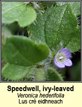speedwell,ivy-leaved (lus cr� eidhneach)