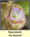speedwell,ivy-leaved (lus cr� eidhneach)