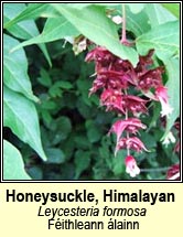 honeysuckle,himalayan (f�ithleann �lainn)