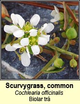 scurvygrass,common (biolar tr�)