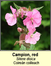 campion,red (coire�n coilleach)