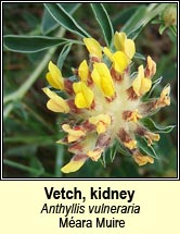 vetch,kidney (m�ara muire)