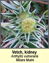 vetch,kidney (m�ara muire)
