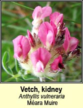 vetch,kidney (m�ara muire)