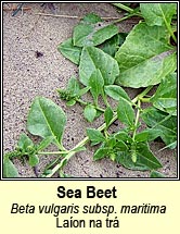 sea beet (la�on na tr�)