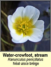 water-crowfoot,stream (n�al uisce br�ige)