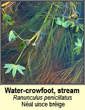 water-crowfoot,stream (n�al uisce br�ige)