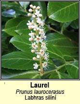 laurel (labhras sil�n�)