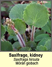 saxifrage,kidney (m�r�n giobach)