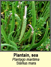 plantain,sea (sl�nlus mara)