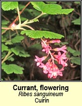 currant,flowering (cuir�n)