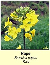 rape,wild (tornapa r�ib)
