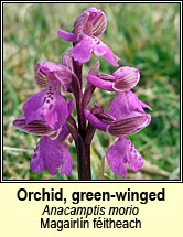 orchid,green-winged (magairl�n f�itheach)