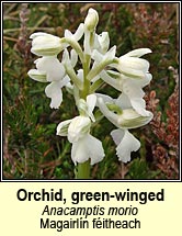 orchid,green-winged (magairl�n f�itheach)