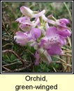orchid,green-winged (magairl�n f�itheach)