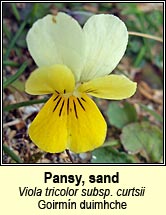 pansy,sand (goirm�n duimhche)