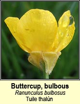 buttercup,bulbous (tuile thal�n)