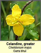 celandine,greater (gharra bhu�)