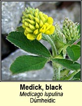 medick,black (d�mheidic)