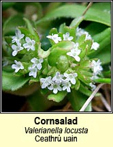cornsalad (ceathr� uain)