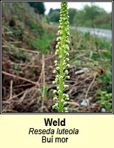weld (bu� mor)