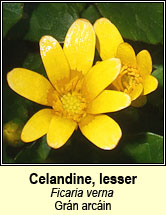 celandine,lesser (gr�n arc�in)