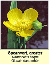 spearwort,greater (Glasair l�ana mh�r)
