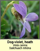 violet,heath dog-violet (sailchuach mh�na)