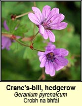 cranesbill,hedgerow (crobh na bhf�l)